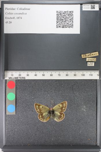 Media type: image;   Entomology 125333
